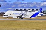 belugaxl1.jpg