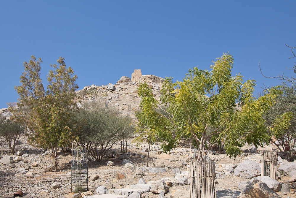 Ras_Al_Khaimah_Wüste_28.jpg