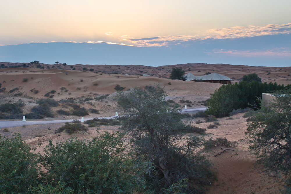 Ras_Al_Khaimah_Wüste_Falken_42.jpg