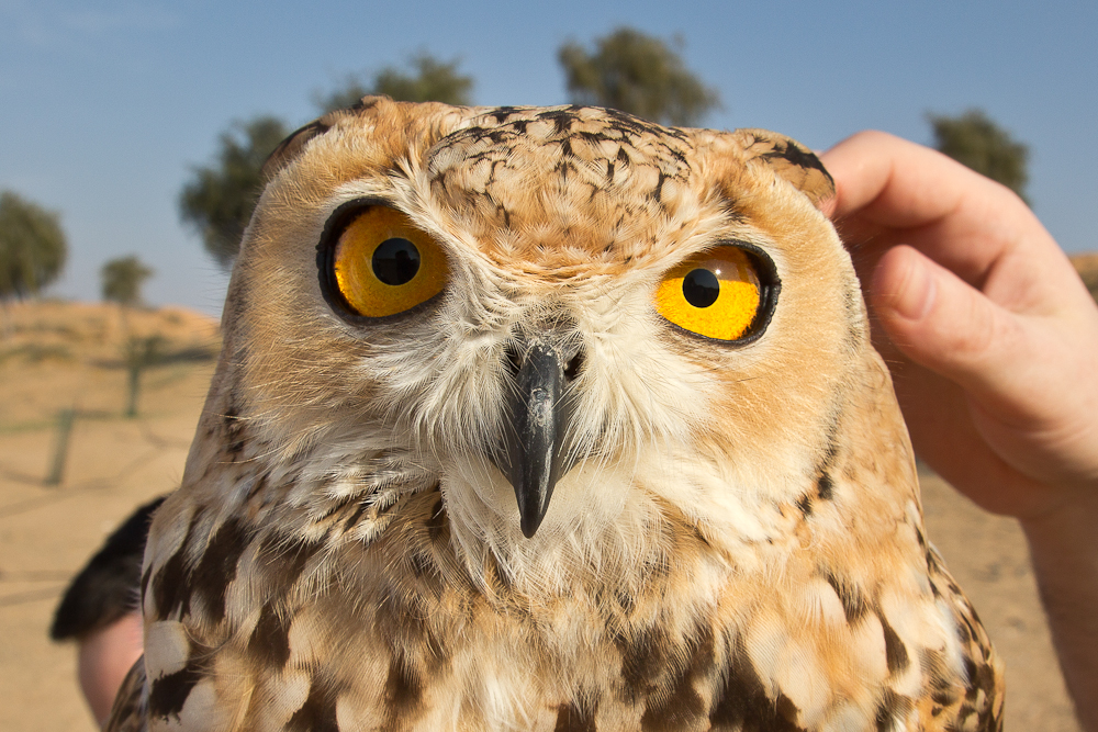 Ras_Al_Khaimah_Wüste_Falken_21.jpg