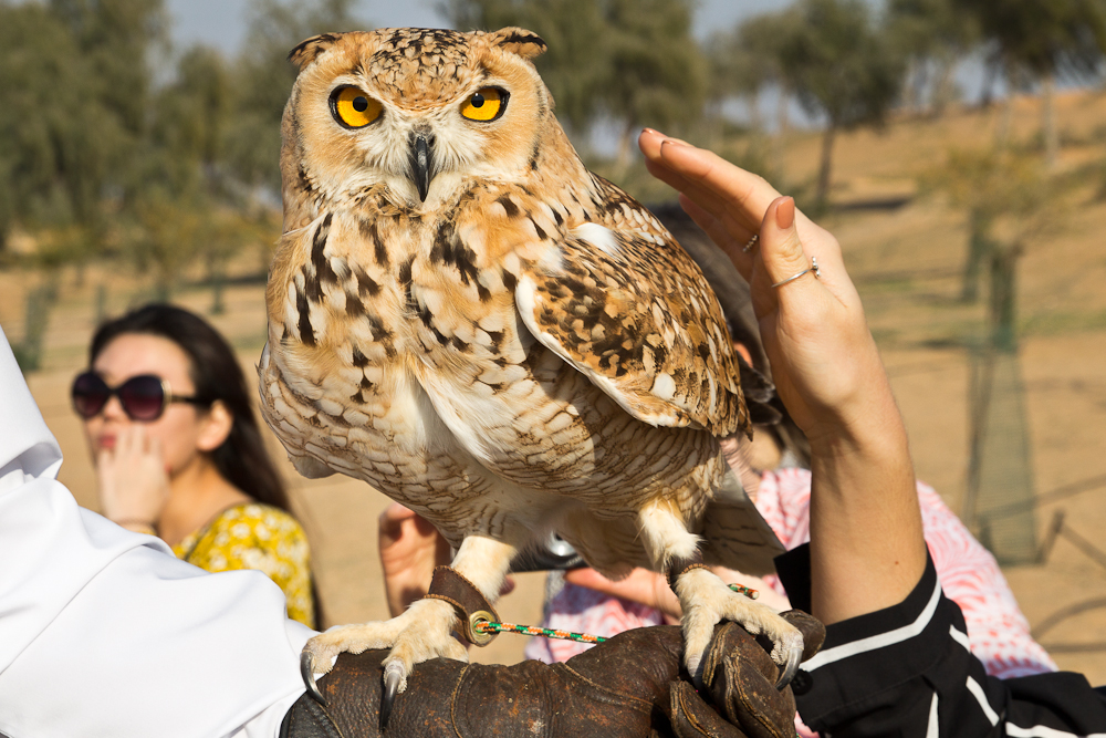 Ras_Al_Khaimah_Wüste_Falken_18.jpg