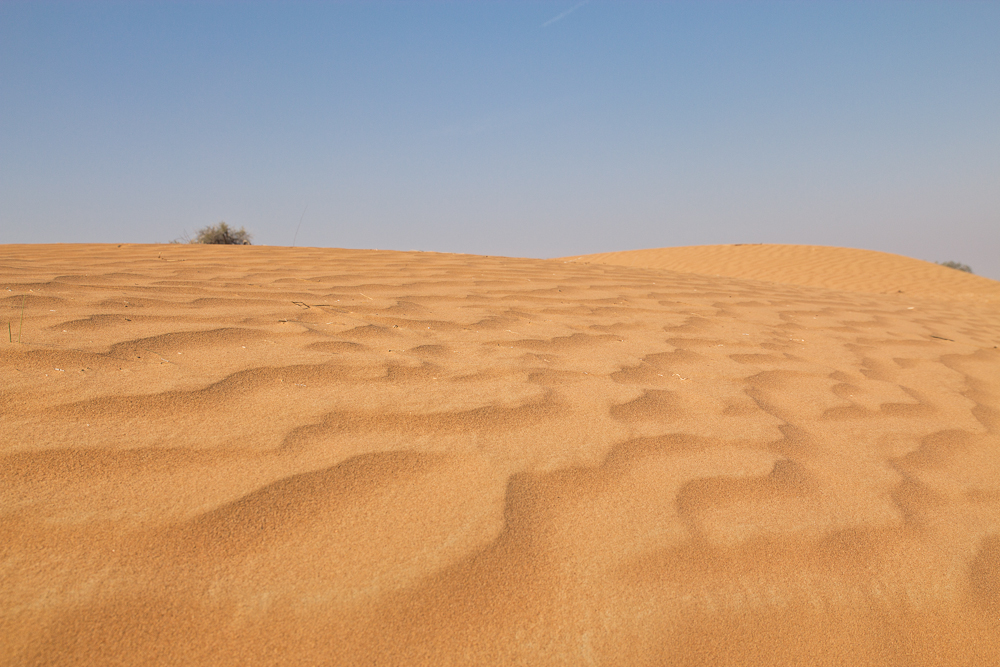 Ras_Al_Khaimah_Wüste_Falken_14.jpg
