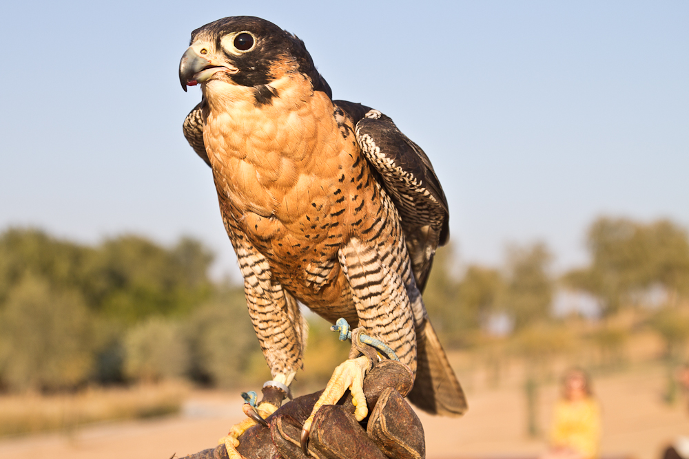 Ras_Al_Khaimah_Wüste_Falken_38.jpg