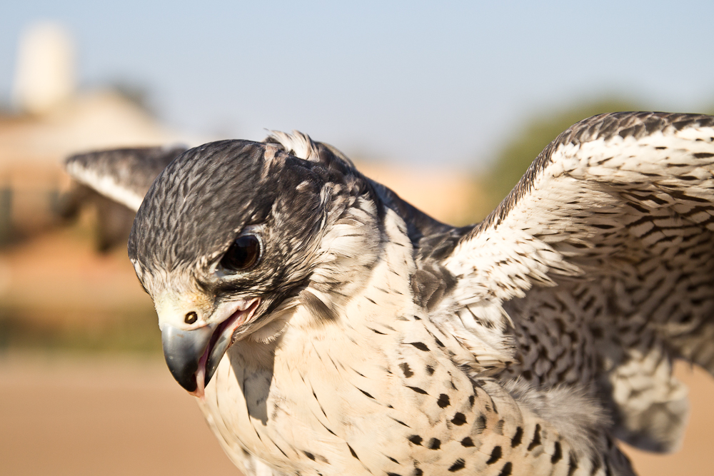 Ras_Al_Khaimah_Wüste_Falken_33.jpg